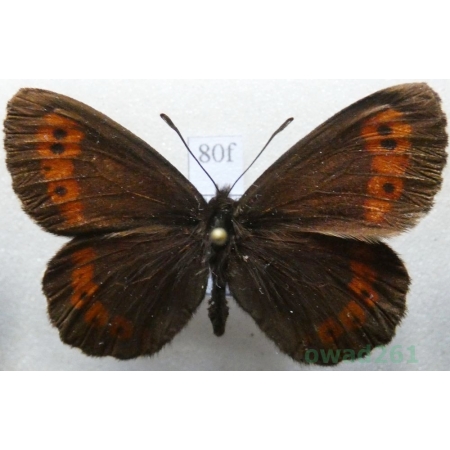 Erebia euryale (Esper, 1805) male Górówka euriala Czech80f